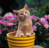 Eine Katze schaut aus einem leeren Blumentopf